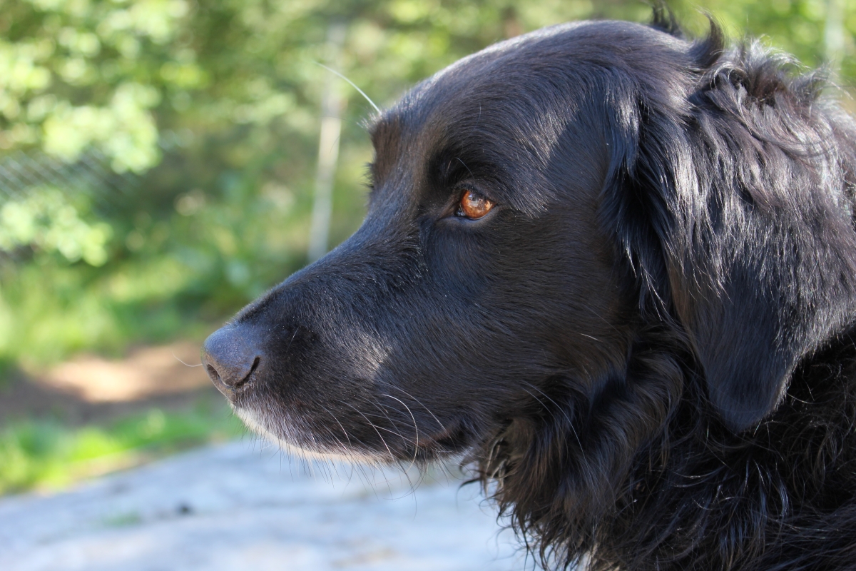 Hund